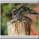 Sympetrum danae - Schwarze Heidelibelle m06.jpg